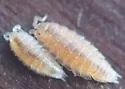 Detonella papillicornis - photo 2