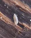 Detonella papillicornis - photo 3