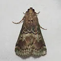 Deuterollyta majuscula - Hodges#5582