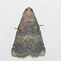 Deuterollyta majuscula - Hodges#5582 - photo 3