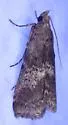 Deuterollyta majuscula - Hodges#5582 - photo 4