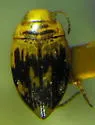 Deuteronectes angustior - Deuteronectes angustior