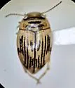 Deuteronectes angustior - photo 2