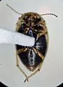 Deuteronectes angustior - photo 3