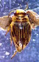 Deuteronectes angustior - photo 4