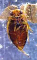 Deuteronectes angustior - photo 5