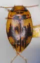 Deuteronectes picturatus