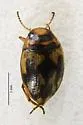 Deuteronectes picturatus - photo 2