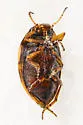 Deuteronectes picturatus - photo 3