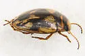Deuteronectes picturatus - photo 4