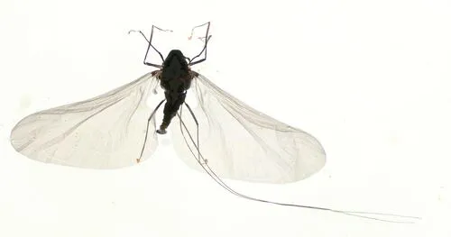 Deuterophlebia coloradensis