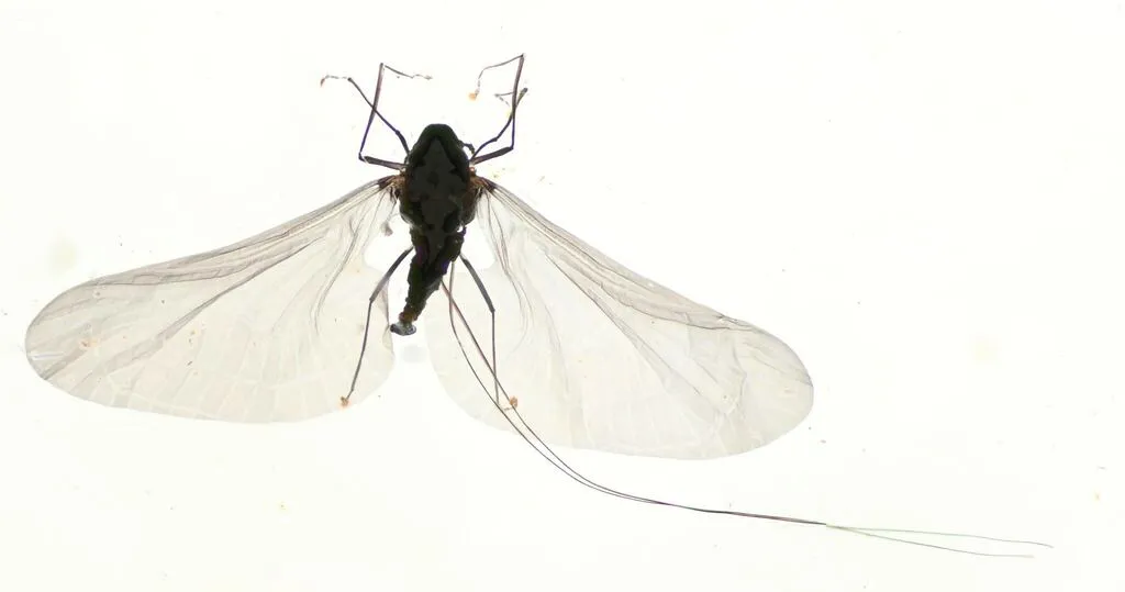 Deuterophlebia coloradensis - photo 2
