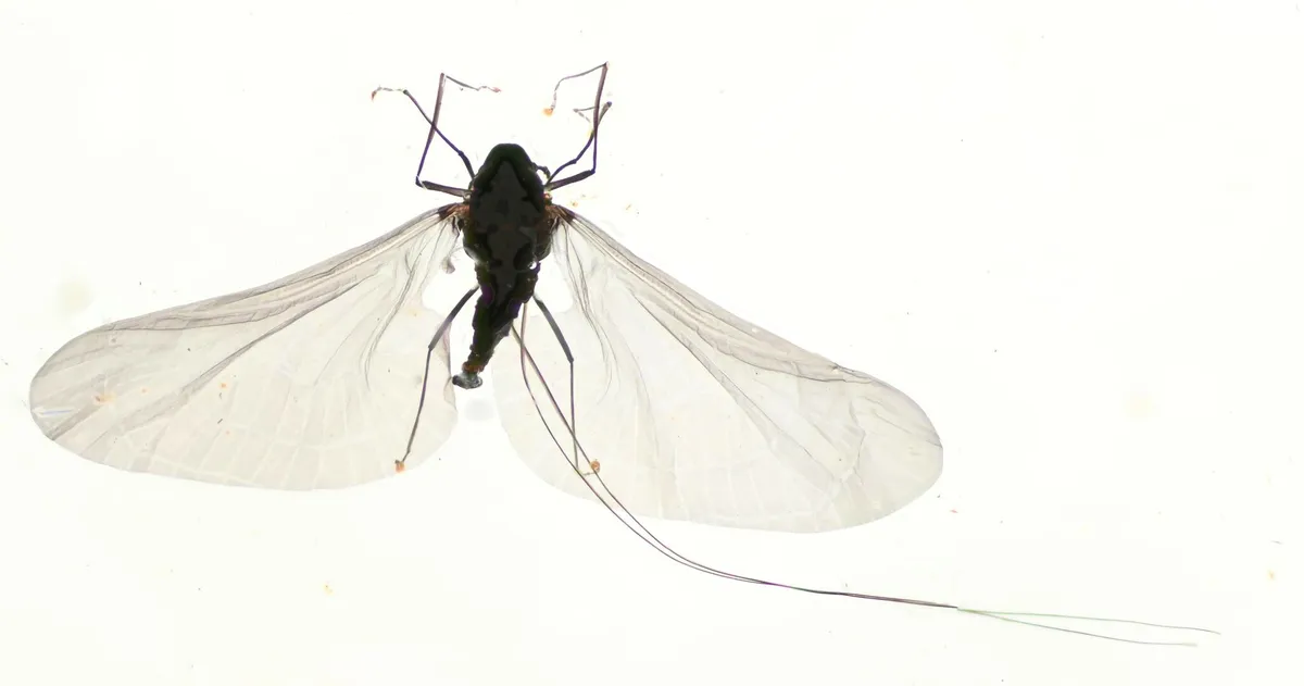 Deuterophlebia coloradensis - photo 3