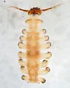 Deuterophlebia shasta