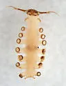 Deuterophlebia shasta - photo 2