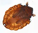 Deuterophlebia shasta - photo 3