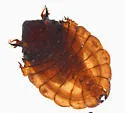 Deuterophlebia shasta - photo 4