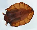 Deuterophlebia shasta - photo 5