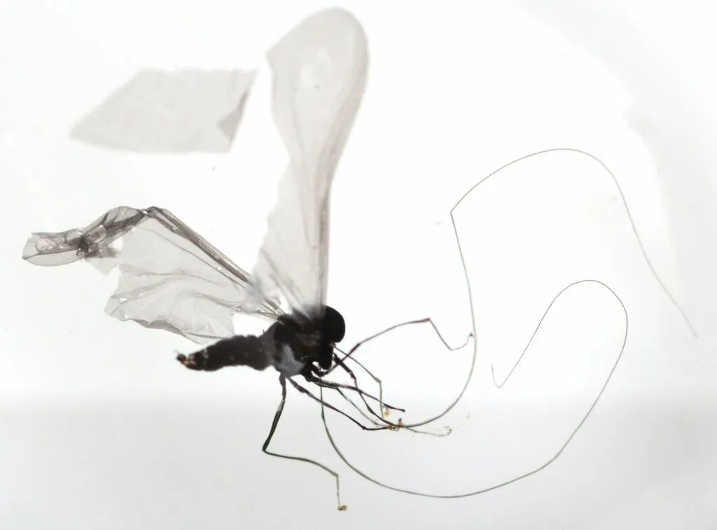 Mountain Midges - photo 2