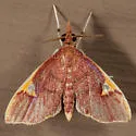 Deuterophysa fernaldi - Hodges#5123 - photo 2