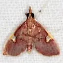Deuterophysa fernaldi - Hodges#5123 - photo 4