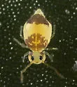 Deuterosminthurus bicinctus