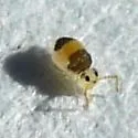 Deuterosminthurus bicinctus - photo 2