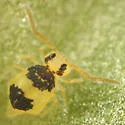 Deuterosminthurus bicinctus - photo 4