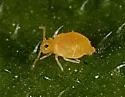 Deuterosminthurus nonfasciatus