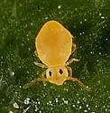 Deuterosminthurus nonfasciatus - photo 2