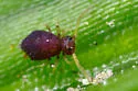 Deuterosminthurus pallipes - photo 2