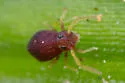Deuterosminthurus pallipes - photo 3