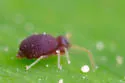 Deuterosminthurus pallipes - photo 4