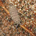 Deutonura frigida