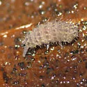 Deutonura frigida - photo 2