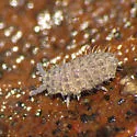 Deutonura frigida - photo 3