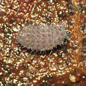 Deutonura frigida - photo 4