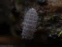 Deutonura frigida - photo 5