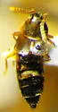 Devia prospera - Devia prospera