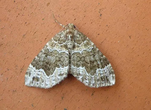 Devon Carpet - Lampropteryx otregiata