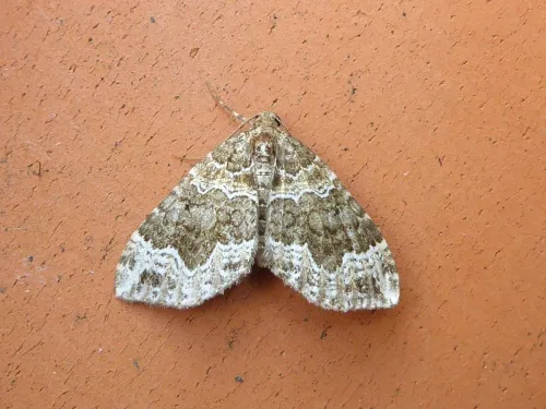 Devon Carpet - photo 2