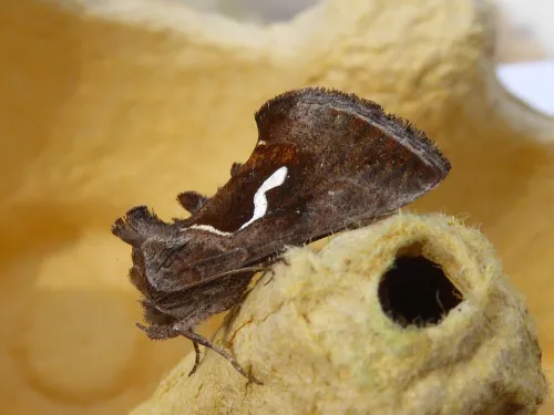 Dewick's Plusia - photo 2