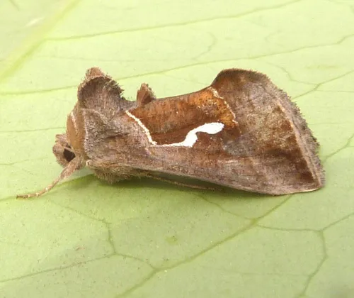 Dewick's Plusia - photo 3