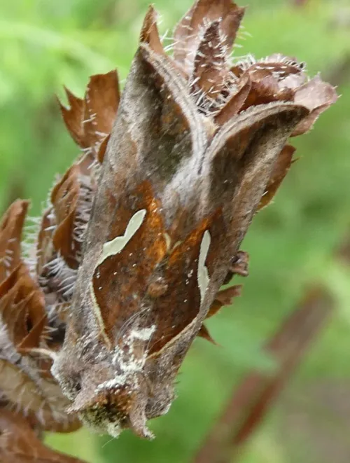 Dewick's Plusia - photo 4