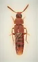 Dexiogyia angustiventris - photo 2