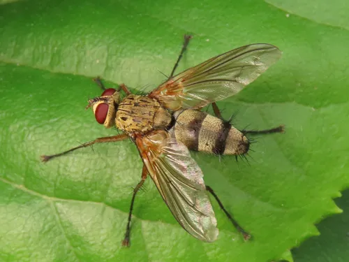 Dexiosoma caninum