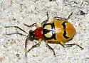 Festive Cucumber Beetle