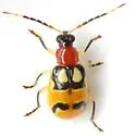 Festive Cucumber Beetle - photo 2