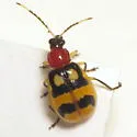 Festive Cucumber Beetle - photo 3