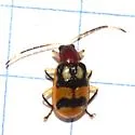Festive Cucumber Beetle - photo 4